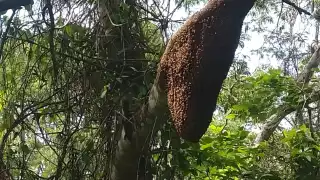 Durante la noche los especialistas lograron hacer el retiro del panal