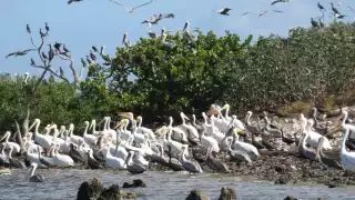 Son miles de aves las que llegan a Isla Cerritos cada año