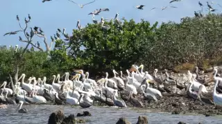 Reserva Federal de la Biosfera Ría Lagartos, hogar de 333 aves en Yucatán