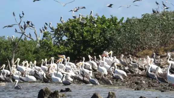 Llaman a salvaguardar la Reserva de la Biosfera Ría Lagartos, hogar de 333 ejemplares plumíferos Llaman a salvaguardar la Reserva de la Biosfera Ría Lagartos, hogar de 333 ejemplares plumíferos