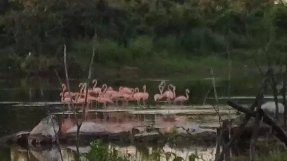 Se han reportado avistamientos de grupos de flamencos en los humedales de Villamar, Champotón Se han reportado avistamientos de grupos de flamencos en los humedales de Villamar, Champotón