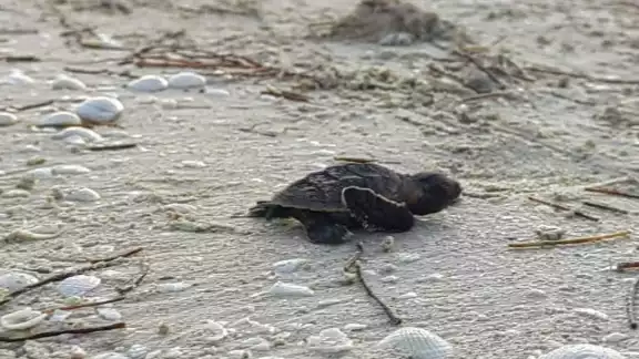 En lo que va de la temporada de verano han liberado más de 90 mil crías en la costa yucateca En lo que va de la temporada de verano han liberado más de 90 mil crías en la costa yucateca