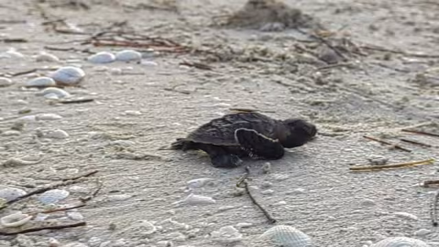 En lo que va de la temporada de verano han liberado más de 90 mil crías en la costa yucateca