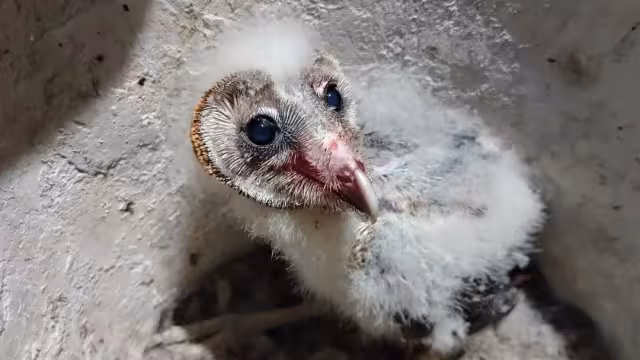 Las lechuzas fueron rescatadas dos meses atrás