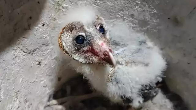Las lechuzas fueron rescatadas dos meses atrás