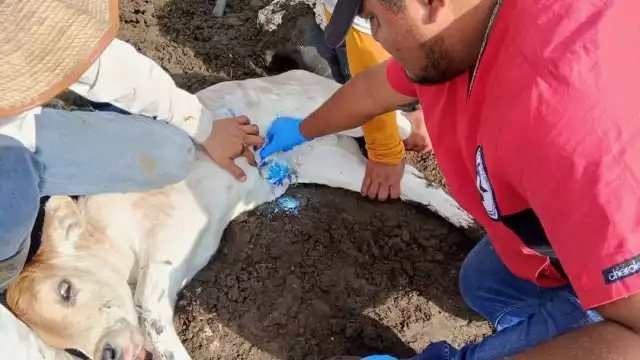 Hasta el 22 de abril, Carmen acumula 24 casos positivos de miasis por Gusano Barrenador del Ganado (GBG), desde el primer caso confirmado en febrero