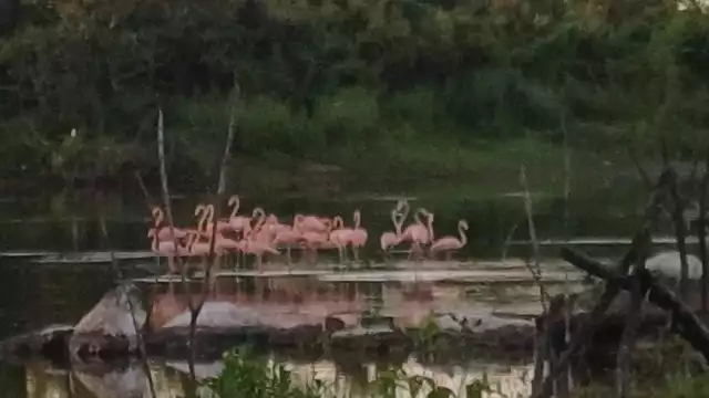 Se han reportado avistamientos de grupos de flamencos en los humedales de Villamar, Champotón