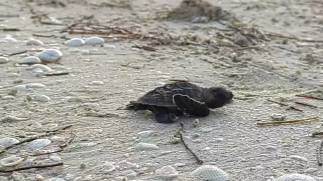 En lo que va de la temporada de verano han liberado más de 90 mil crías en la costa yucateca