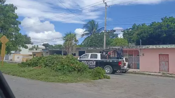 Policía detiene a abuelitos en Othón P. Blanco por cortar un árbol de guaya Policía detiene a abuelitos en Othón P. Blanco por cortar un árbol de guaya