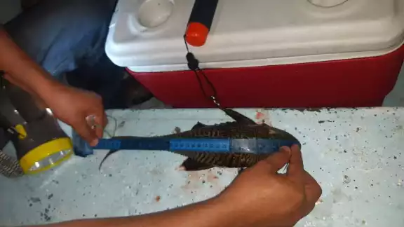 Las autoridades buscan prevenir la proliferación del pez diablo en Bacalar. Las autoridades buscan prevenir la proliferación del pez diablo en Bacalar.
