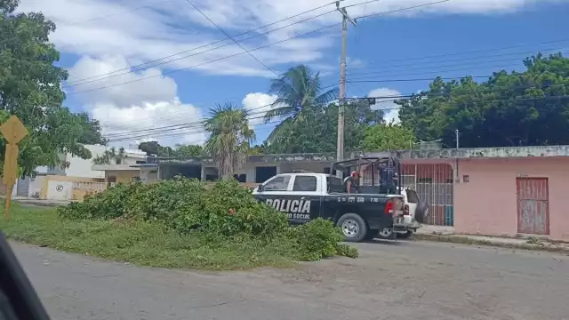 Policía detiene a abuelitos en Othón P. Blanco por cortar un árbol de guaya