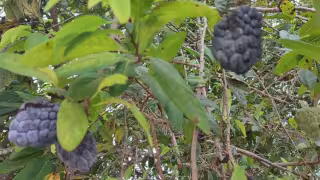 Agricultores de Suma de Hidalgo reportan baja producción del saramuyo, fruta exótica de Yucatán