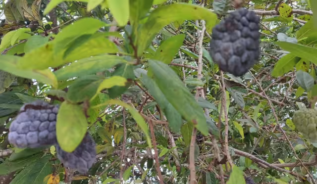 Agricultores comentan que el intenso frío impacta negativamente en el desarrollo de fruta exótica