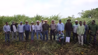 Cañeros dicen que buscan mitigar parcialmente las pérdidas a causa del bajo rendimiento de la zafra pasada