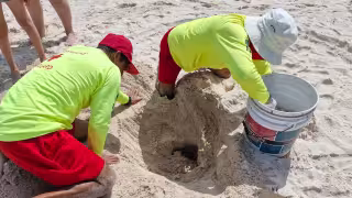 Hallan nido con 125 huevos de tortuga marina en el Malecón Internacional de Progreso