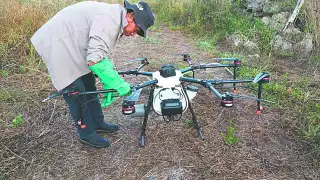 Zonas con huevecillos de langosta fueron rociadas con agente biológico para evitar plagas futuras
