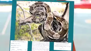 Habrá diversos concursos de fotografías y dibujos