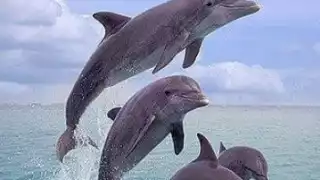 Delfinarios tendrán prohibido usar delfines con propósitos comerciales en Playa del Carmen