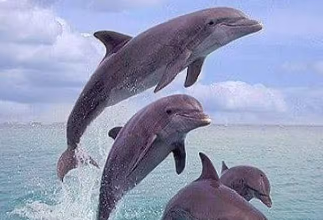 Mamíferos no podrán ser utilizados en actividades con fines de lucro