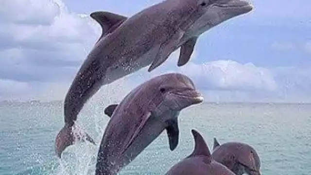 Mamíferos no podrán ser utilizados en actividades con fines de lucro