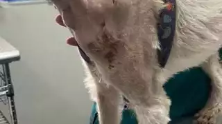 Detectan casos de gusano barrenador en mascotas de Champotón