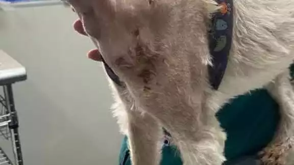 Detectan casos de gusano barrenador en mascotas de Campeche