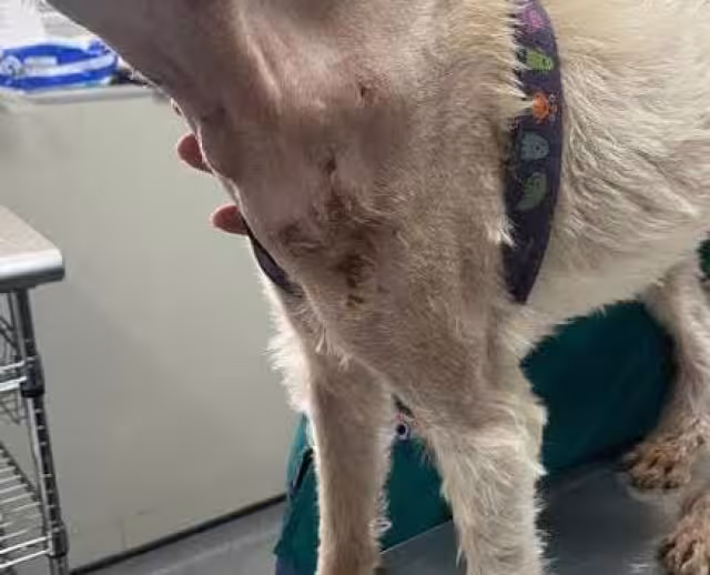 Detectan casos de gusano barrenador en mascotas de Campeche