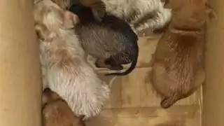 Piden castigos por abandono animal en Felipe Carrillo Puerto