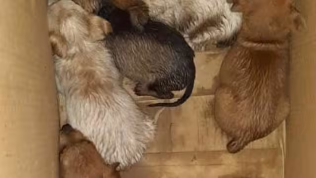 Piden castigos por abandono animal en Felipe Carrillo Puerto