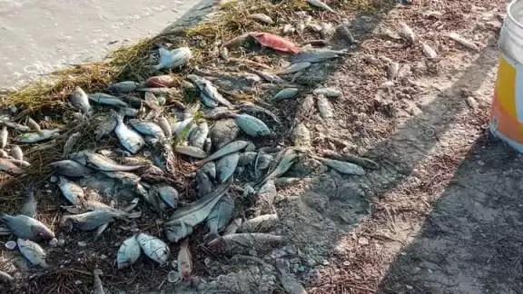 Miles de especies marinas aparecen muertas en las playas de Chelem y Chuburná Puerto Miles de especies marinas aparecen muertas en las playas de Chelem y Chuburná Puerto