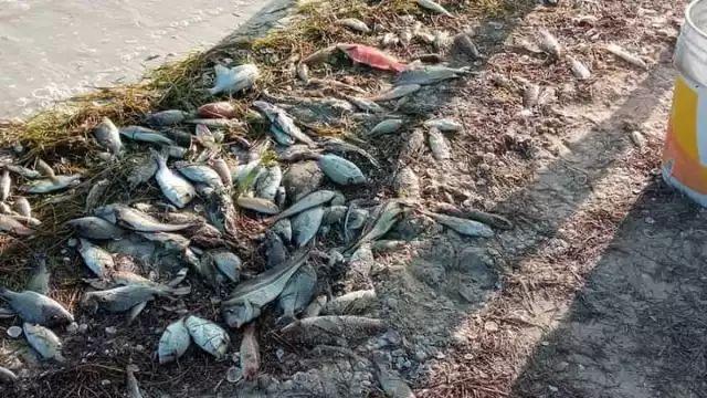 Miles de especies marinas aparecen muertas en las playas de Chelem y Chuburná Puerto