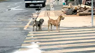 El subdirector de Salud en Quintana Roo destacó que se implementaron operativos para atender los reportes y se busca promover la tenencia responsable