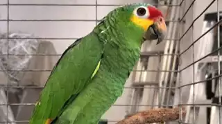 Reubican a loritos en Campeche; esta es la multa por tenerlos en casa