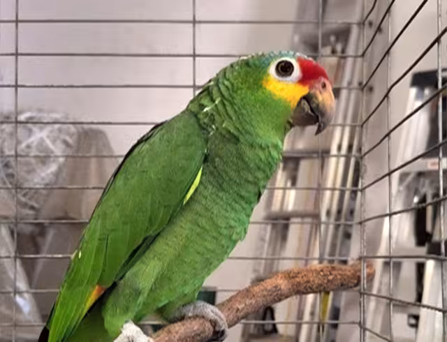 Siete loros fueron entregados voluntariamente en el Parque Ximbal de Campeche.