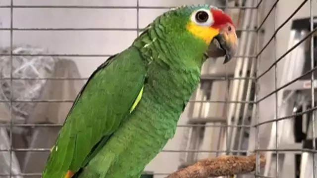 Siete loros fueron entregados voluntariamente en el Parque Ximbal de Campeche.