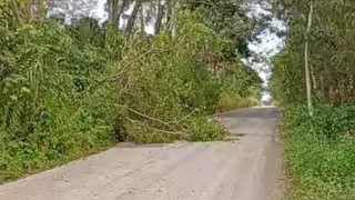 Fuertes vientos derriban árboles y generan peligro en carretera estatal de Campeche