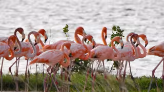 Los flamencos rosados habitan y se alimentan en la costa de Campeche, no solo en Yucatán.