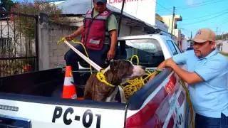 Perro muerde a estudiante de secundaria