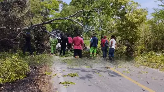 Pobladores de Candelaria alertan sobre caída de árboles en carretera a Benito Juárez. Pobladores de Candelaria alertan sobre caída de árboles en carretera a Benito Juárez.