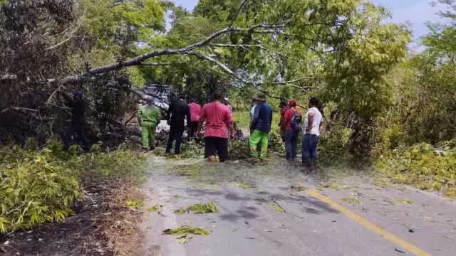 Pobladores de Candelaria alertan sobre caída de árboles en carretera a Benito Juárez.