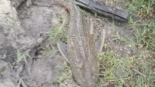 Pez diablo continúa reproduciéndose en el sur de Quintana Roo