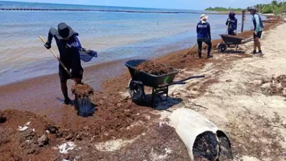 Elementos de la Secretaría de Marina están trabajando para retirar el sargazo de las playas. Elementos de la Secretaría de Marina están trabajando para retirar el sargazo de las playas.