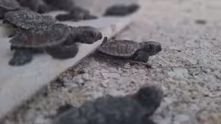 225 nidos de tortugas marinas protegidos en Laguna de Términos
