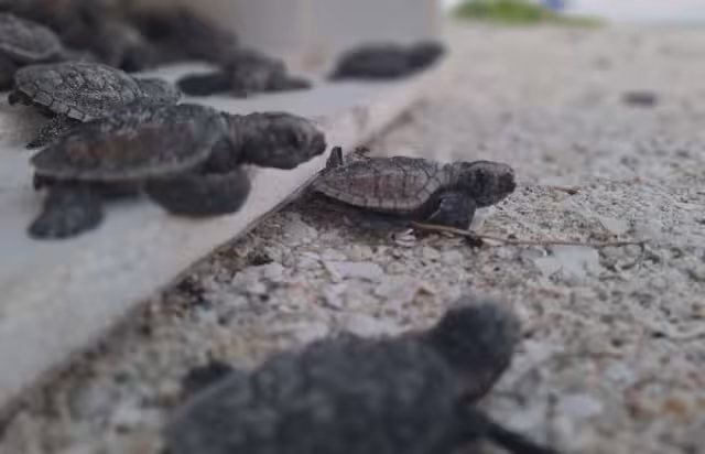 Red de Campamentos Tortugueros llama a respetar áreas de anidación