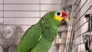 ¿Puedo ir a la cárcel por tener un loro? Las sanciones que se aplican en Yucatán
