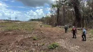 Deforestación amenaza seguridad alimentaria y especies endémicas en Campeche