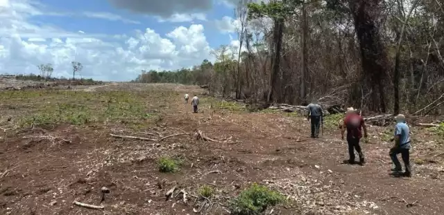 Deforestación en Campeche: tala desmedida y pesticidas ponen en riesgo flora y fauna