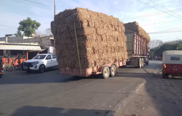 Ganaderos pagan 100% del alimento por falta de subsidio