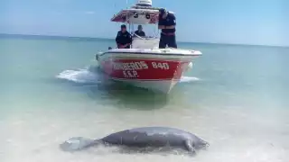 El enmallamiento representa la principal causa de muerte de mamíferos marinos en Yucatán