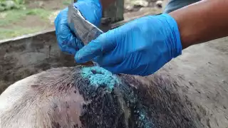 Están distribuidos en 30 municipios, lo que eleva a 381 el número total de contagios en Yucatán